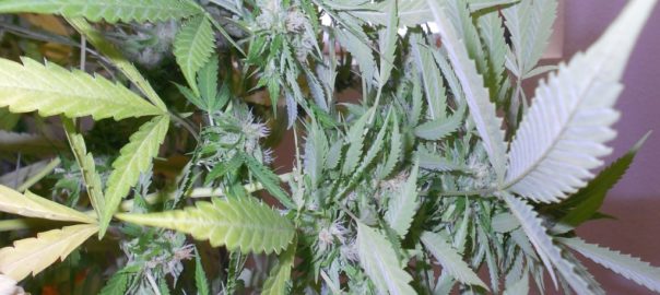 What are the medical benefits if marijuana?