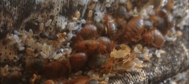 Tips For Getting Rid Of Bed Bugs