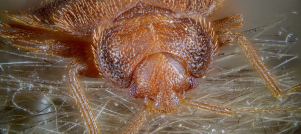 How to Get Rid of Bedbugs Effectively