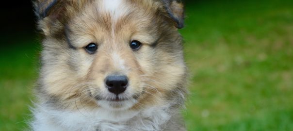 Tips on taking care of your Pet